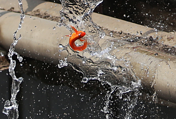 Cá chép chết nổi khi vừa được thả ở sông Tô Lịch